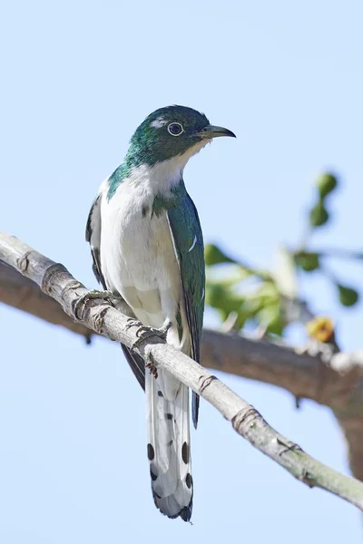 Cuco de Klaas (Chrysococcyx klaas ) —  Fotos de Stock