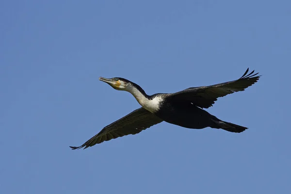 White-breasted Aalscholver (Phalacrocorax lucidus) — Stockfoto