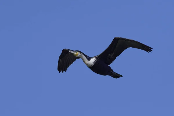 White-breasted cormorant (Phalacrocorax lucidus) — Stock Photo, Image