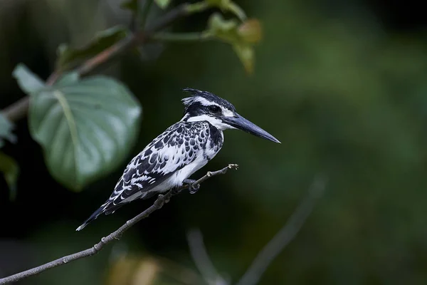 Pied Kingfisher (Ceryle rudis) ) — стоковое фото