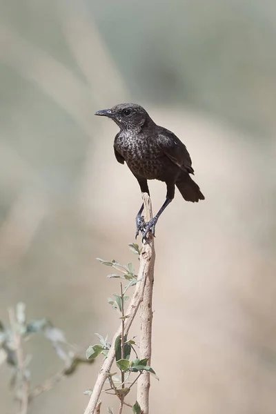 Northern anteater-chat (Myrmecocichla aethiops)