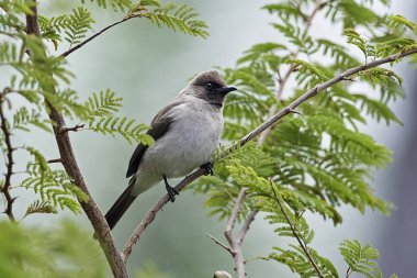 Esmer Arap bülbülü (Pycnonotus barbatus)