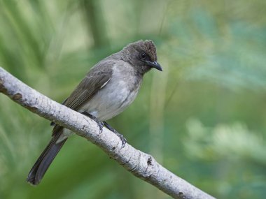 Esmer Arap bülbülü (Pycnonotus barbatus)