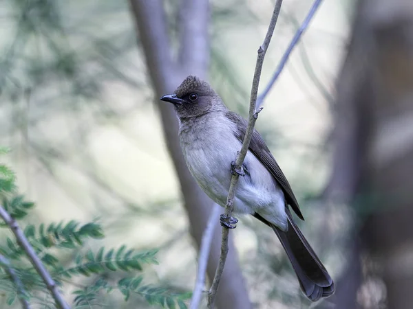 Bulbul comum (Pycnonotus barbatus ) — Fotografia de Stock