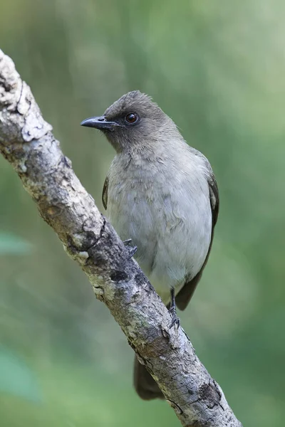 普通 Bulbul (Pycnonotus barbatus)) — 图库照片