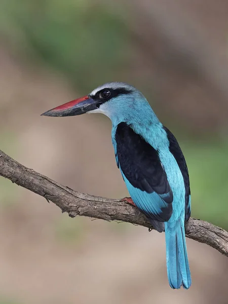 Eisvogel (halcyon malimbica)) — Stockfoto