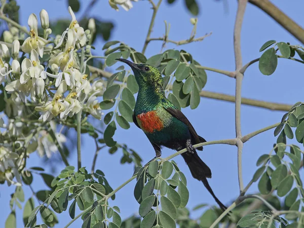 Krásná aplikace sunbird (Cinnyris pulchella) — Stock fotografie