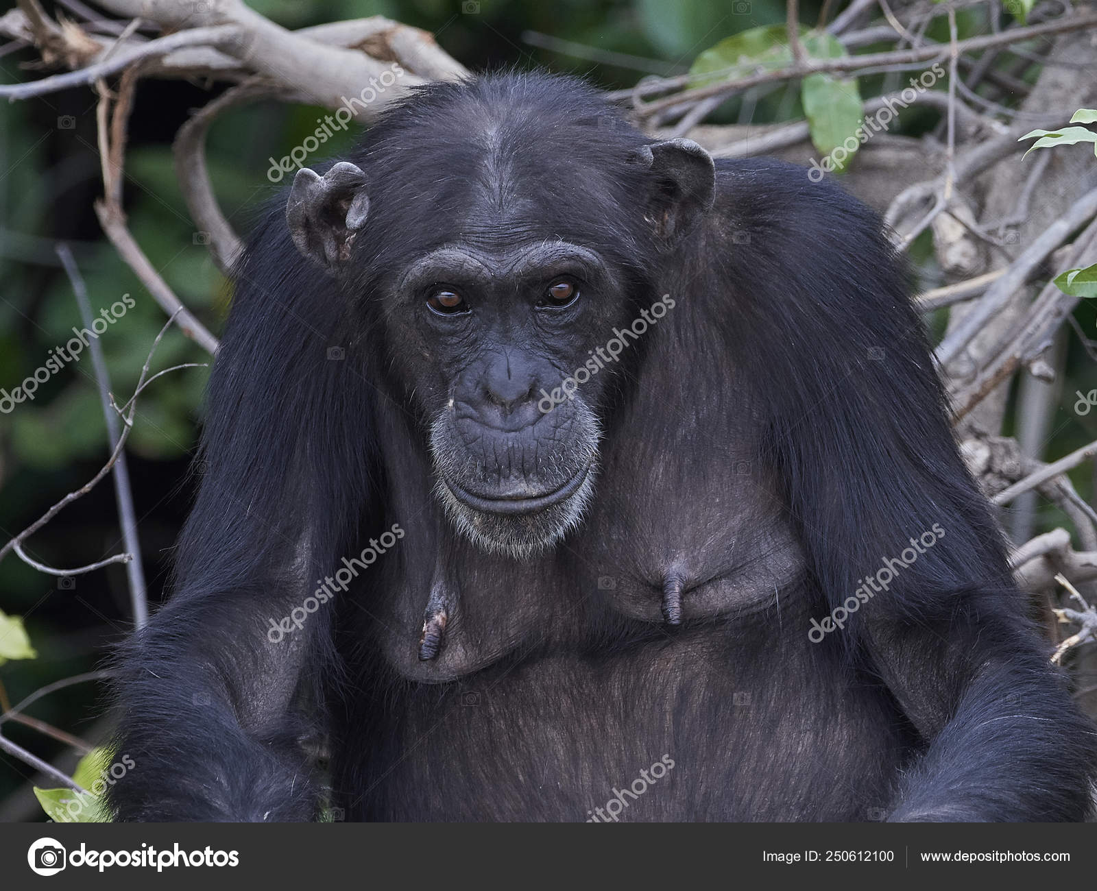 チンパンジー写真素材 ロイヤリティフリーチンパンジー画像 Depositphotos