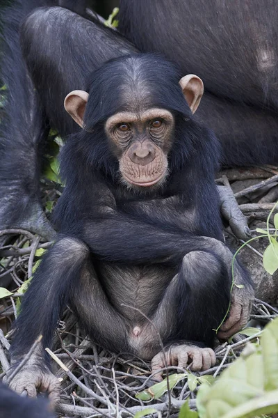 Şempanze (Pan troglodytes) — Stok fotoğraf