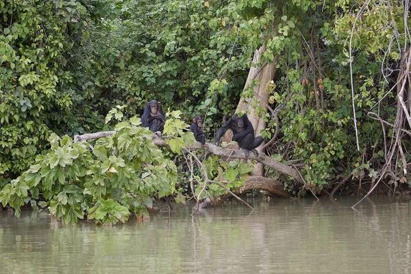 Šimpanz (Pan troglodytes) — Stock fotografie