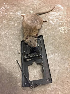 Brown rat (Rattus norvegicus) caught in a metal trap clipart