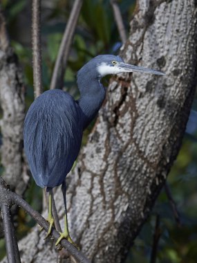 Batı resif balıkçıl (Egretta gularis)