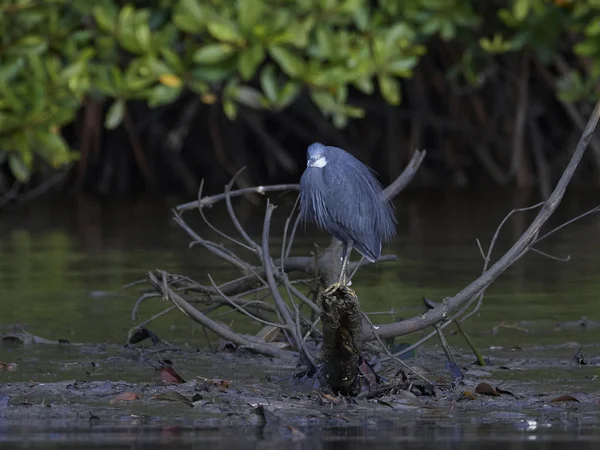 Західний риф Герон (Egretta gularis) — стокове фото