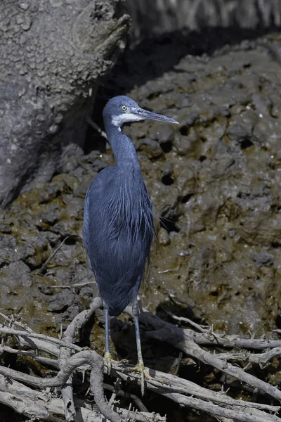 Batı resif balıkçıl (Egretta gularis) — Stok fotoğraf