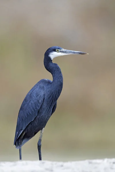 西珊瑚礁鲱鱼(Egretta gularis)) — 图库照片