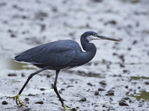 西珊瑚礁鲱鱼(Egretta gularis)) — 图库照片