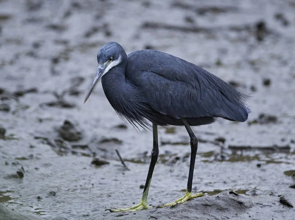 Західний риф Герон (Egretta gularis) — стокове фото