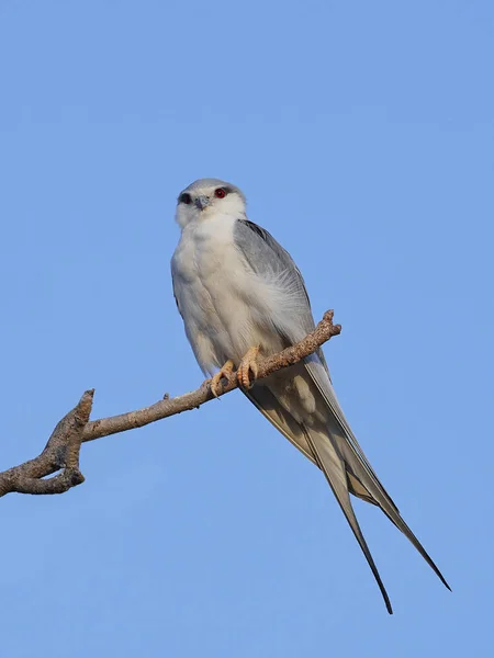 Africká swallow-tailed draka (Chelictinia riocourii) — Stock fotografie