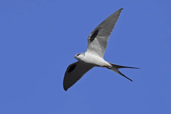 African swallow-tailed kite (Chelictinia riocourii) — Stock Photo, Image