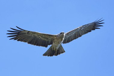 Sarımsı kahverengi kartal (Aquila rapax)