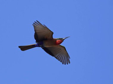 Kızıl gerdanlı arı kuşugiller (arı kuşu bulocki)