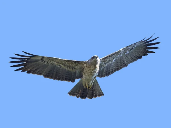 Tawny eagle (Aquila rapax) — Stock Photo, Image