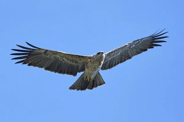 Tawny orla (Aquila rapax) — Stock fotografie