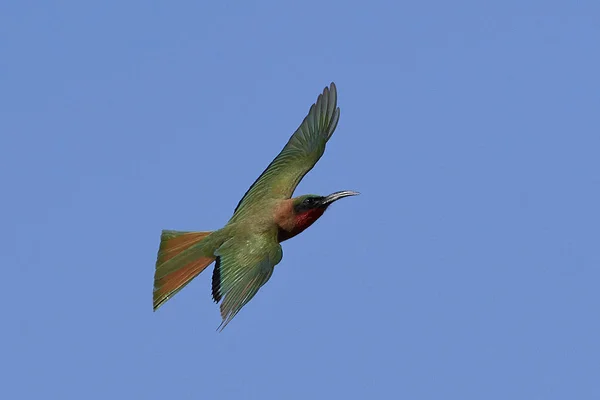 Potáplice bee-eater (Merops bulocki) — Stock fotografie