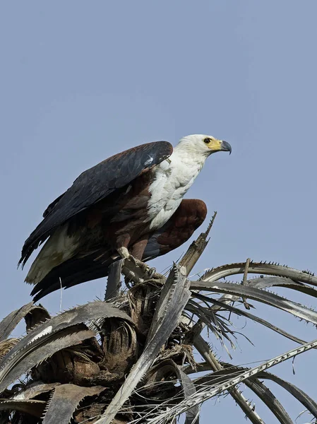 Águila pescadora africana (Haliaeetus vocifer), — Foto de Stock