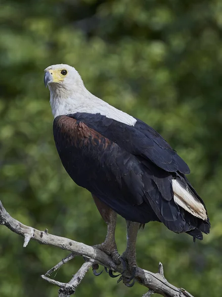 African fish eagle (Haliaeetus vocifer), — Stock Photo, Image