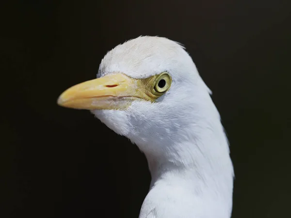 Bovinos Egret (Bubulcus ibis) — Fotografia de Stock