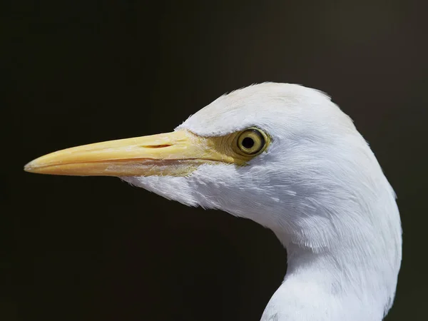 Kuhreiher (Bubulcus ibis)) — Stockfoto