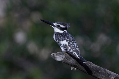 Alaca yalıçapkını (Ceryle Rudisi)