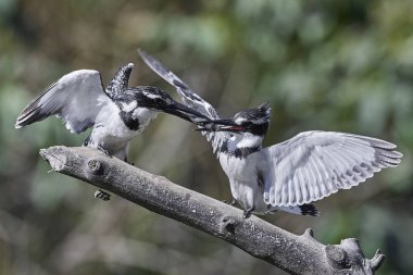 Alaca yalıçapkını (Ceryle Rudisi)