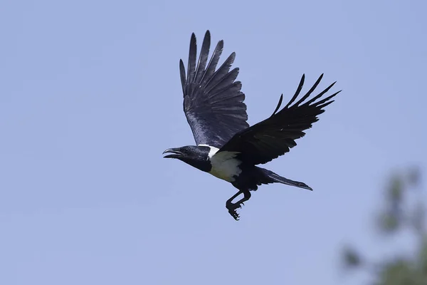 Строкатою ворона (Corvus albus) — стокове фото