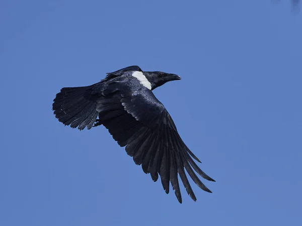 Скрытая ворона (Corvus albus) ) — стоковое фото