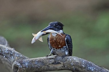 Dev Kingfisher (Megaceryle maxima)