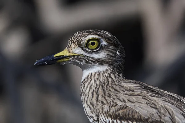 Сенегал thick-knee (Burhinus senegalensis) — стокове фото