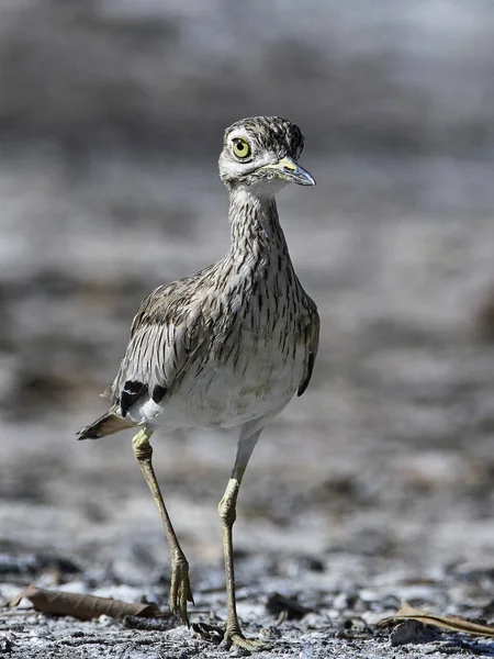 Сенегал thick-knee (Burhinus senegalensis) — стокове фото