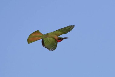 Red-throated bee-eater (Merops bulocki) clipart