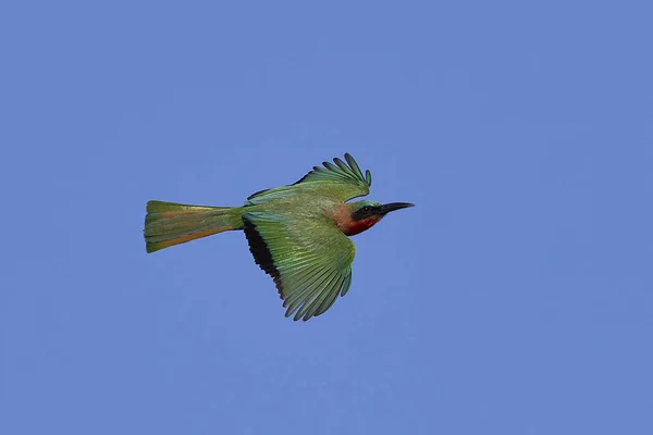 Potáplice bee-eater (Merops bulocki) — Stock fotografie