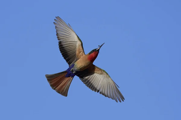 Potáplice bee-eater (Merops bulocki) — Stock fotografie