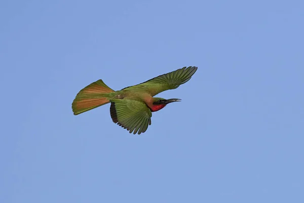 Potáplice bee-eater (Merops bulocki) — Stock fotografie