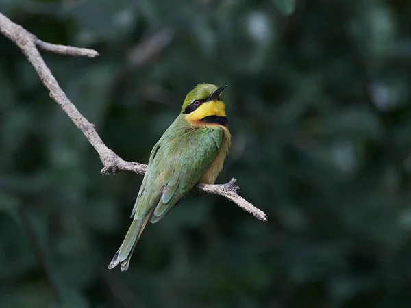 Пчелоед (Merops pusillus) — стоковое фото