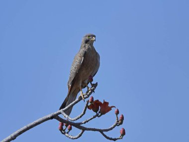 Çekirge Şahin (Butastur rufipennis)
