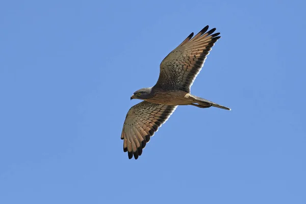 Urubu de gafanhoto (Butastur rufipennis) — Fotografia de Stock