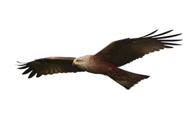 siyah uçurtma (milvus migrans)