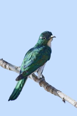 Klaas guguk kuşu (Chrysococcyx klaas)