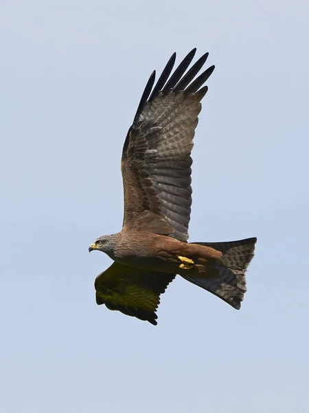 Nibbio nero (milvus migrans) — Foto Stock