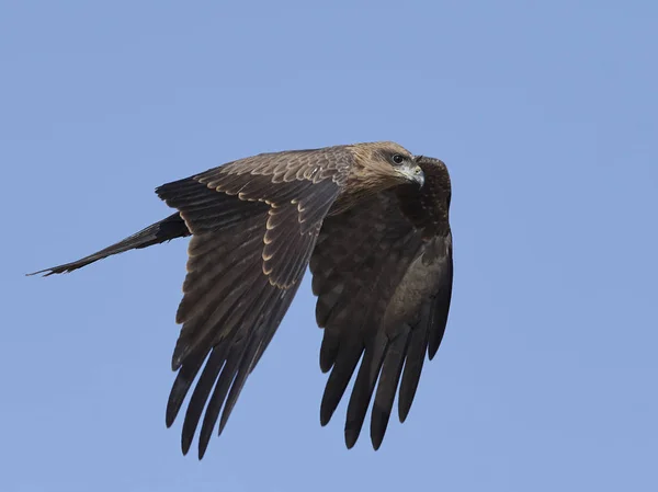 Cometa negra (Milvus migrans ) — Foto de Stock